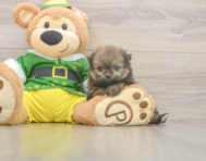 8 week old Shih Pom Puppy For Sale - Premier Pups