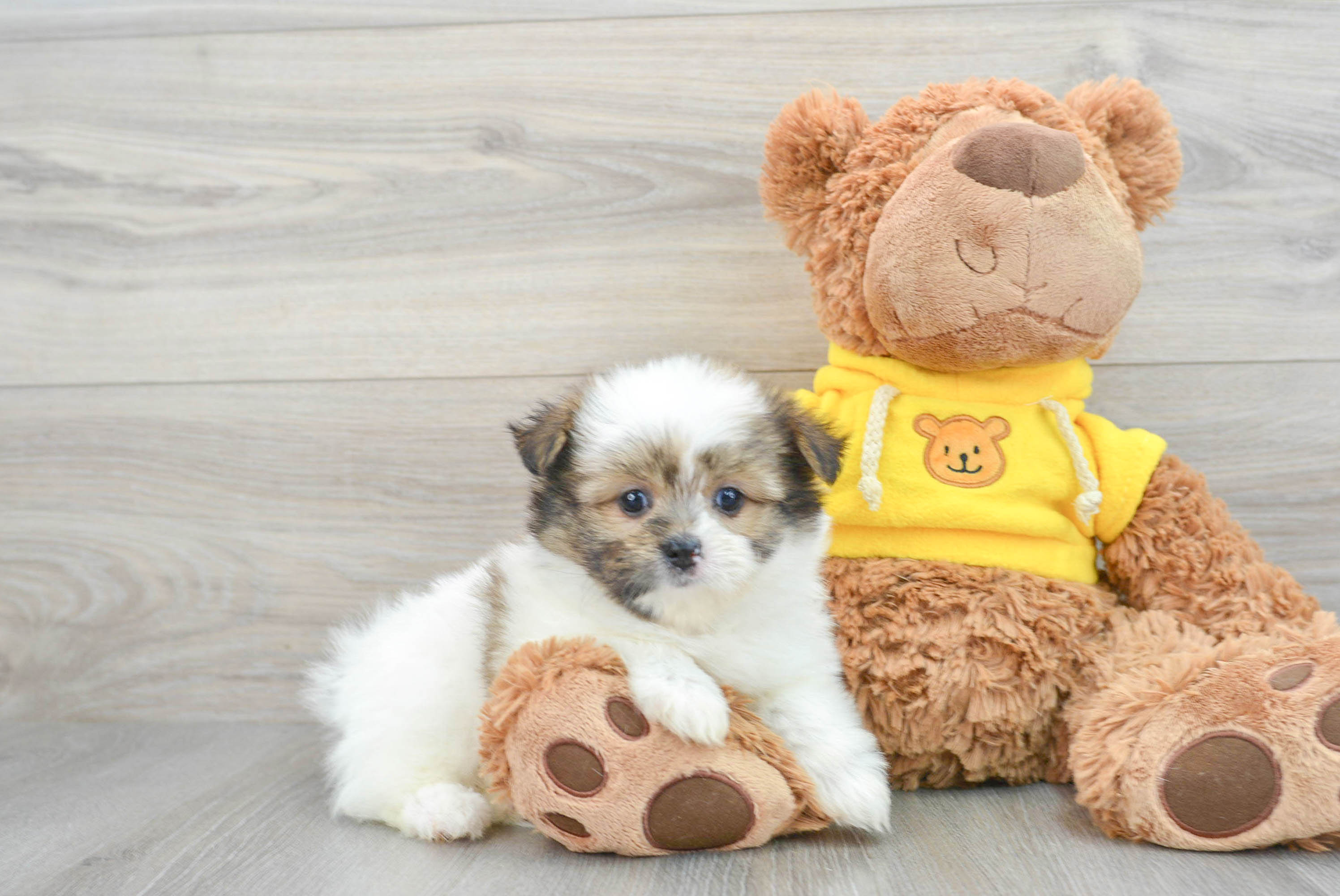 Best Shih Pom Baby