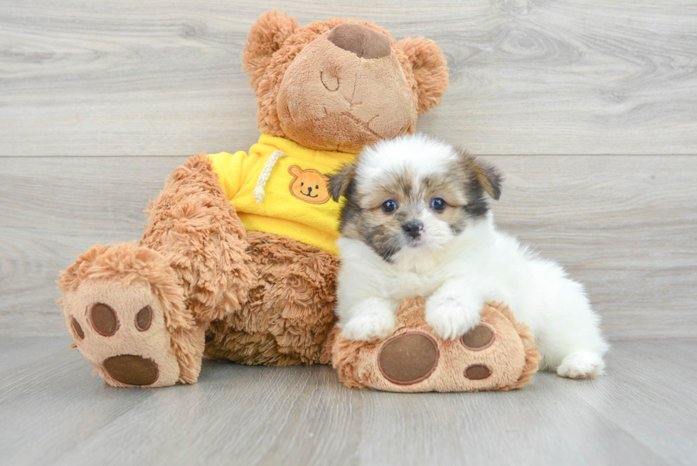 Shih Pom Pup Being Cute