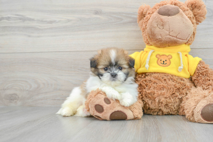 Shih Pom Pup Being Cute