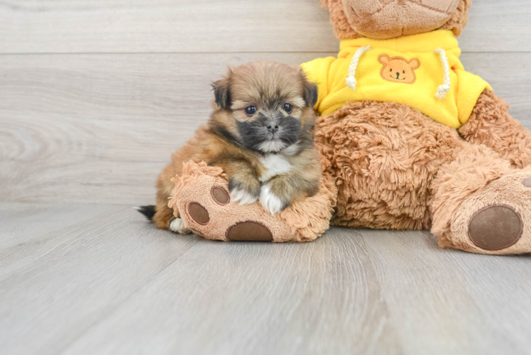 Friendly Shih Pom Baby