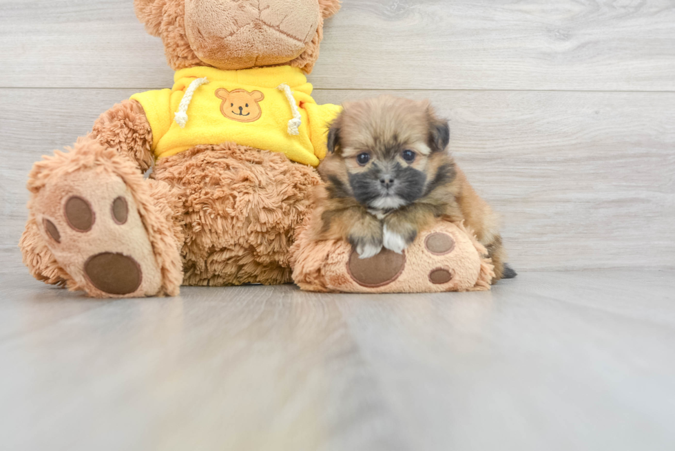 Shih Pom Pup Being Cute