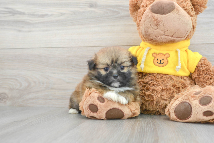 Best Shih Pom Baby