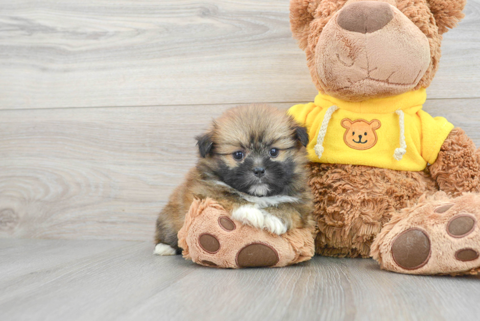 Best Shih Pom Baby