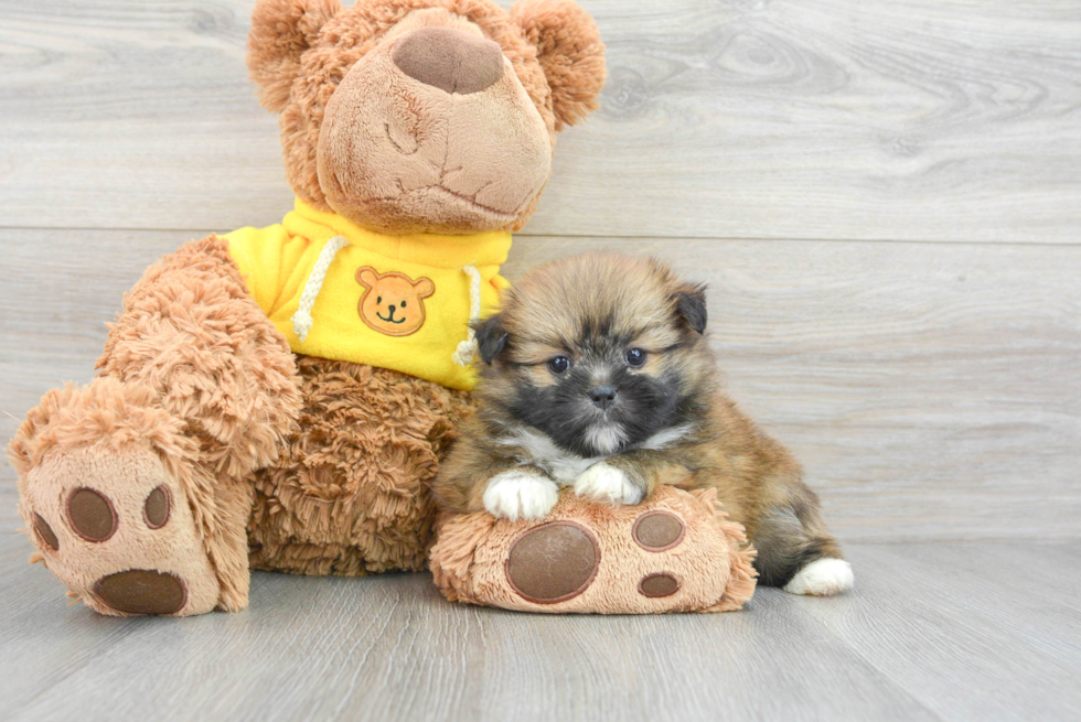 Shih Pom Puppy for Adoption
