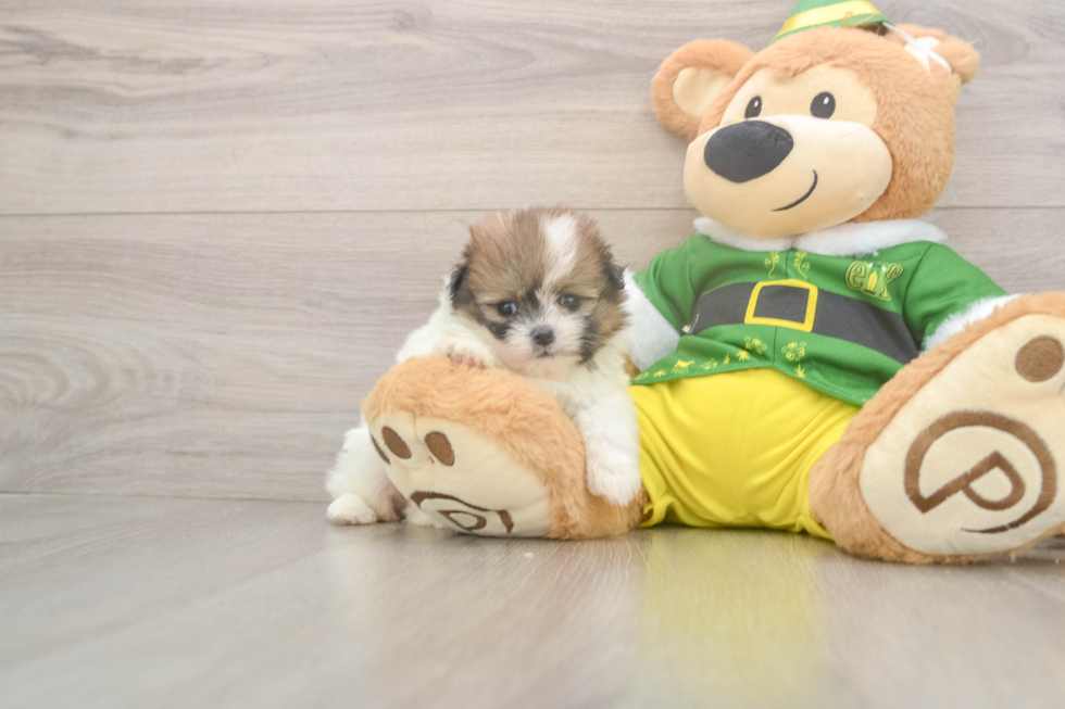 Shih Pom Puppy for Adoption