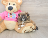 8 week old Shih Pom Puppy For Sale - Premier Pups