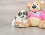 8 week old Shih Pom Puppy For Sale - Premier Pups