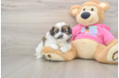 Little Pomeranian Shih Tzu Mix Designer Puppy