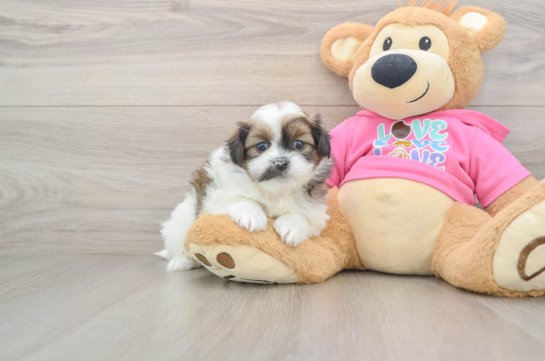 Little Pomeranian Shih Tzu Mix Designer Puppy