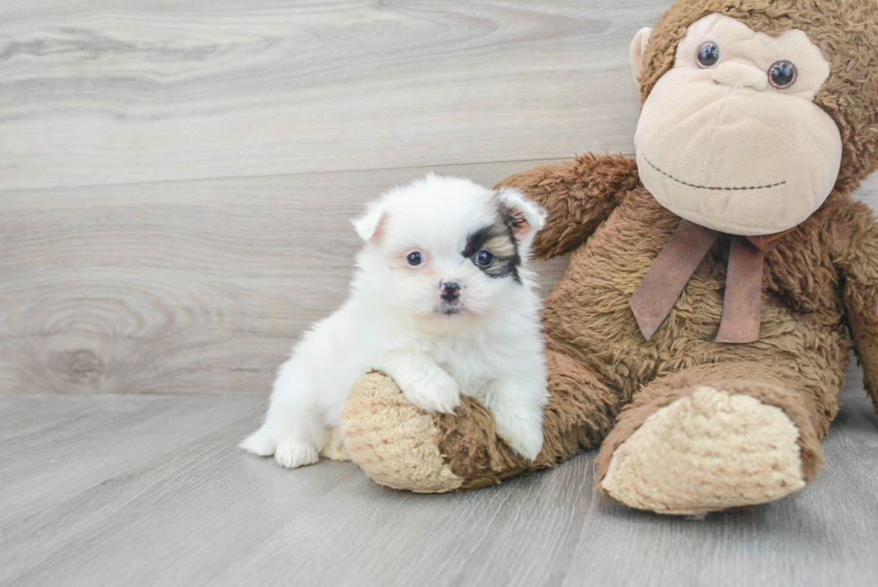 Shih Pom Puppy for Adoption