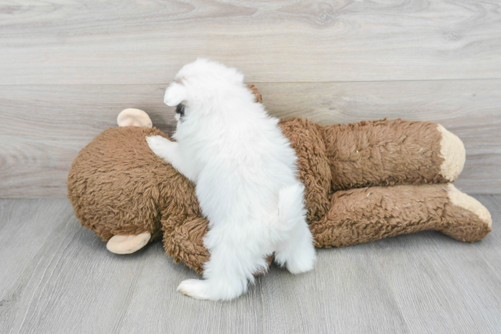 Shih Pom Pup Being Cute