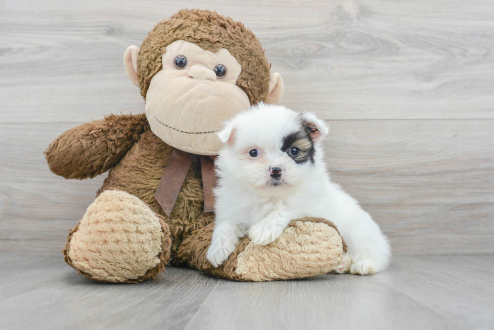 Petite Shih Pom Designer Pup