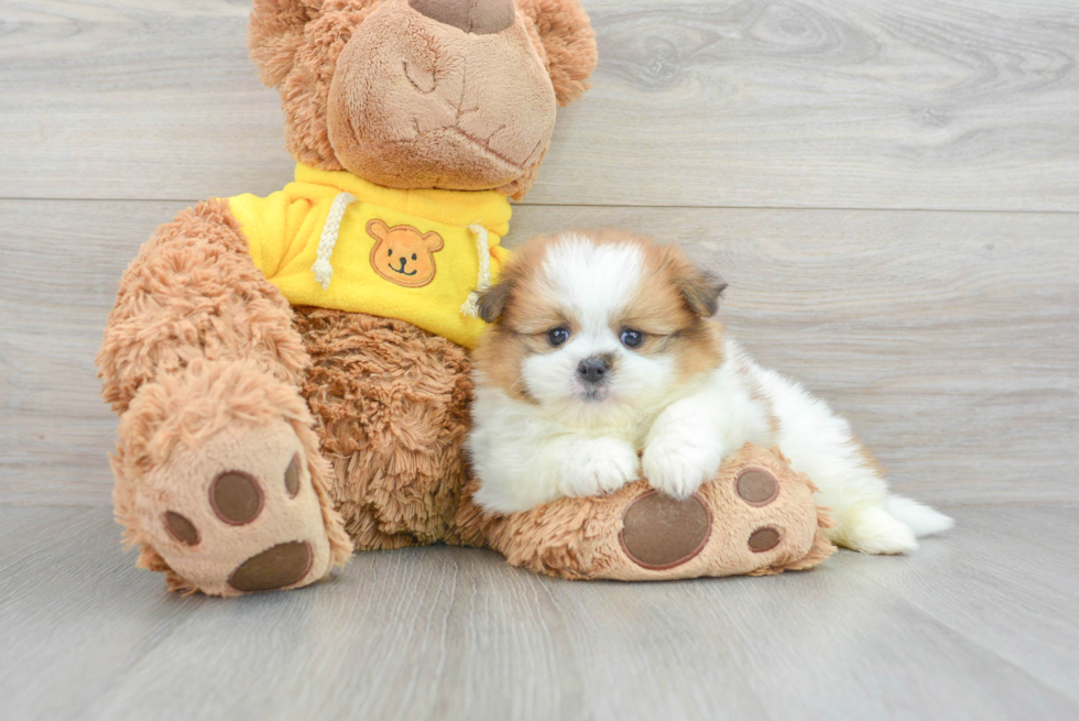 Little Pomeranian Designer Puppy