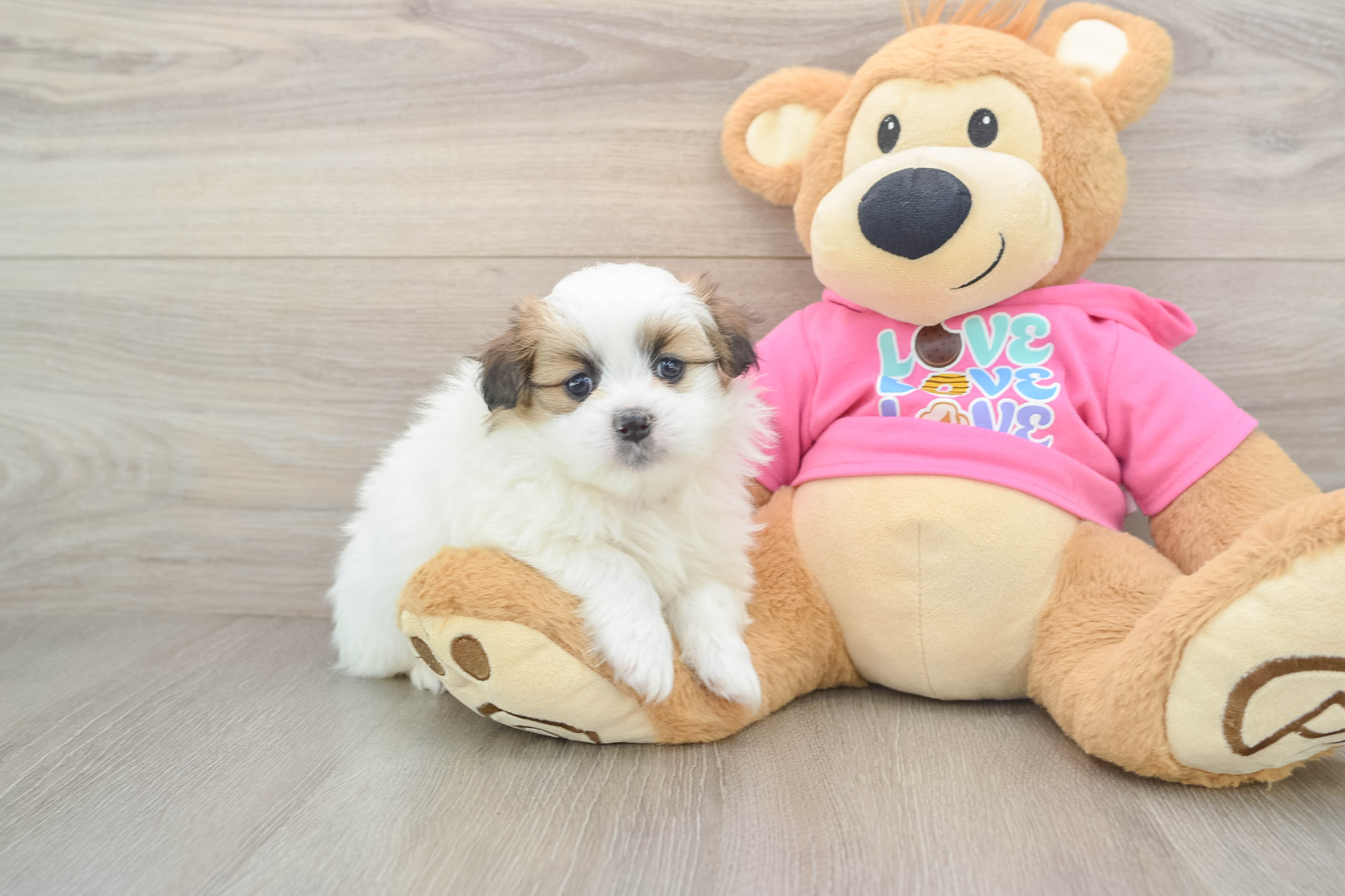 Shih Pom Puppy for Adoption