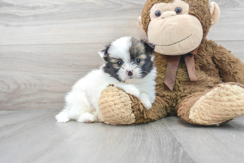 Friendly Shih Pom Baby