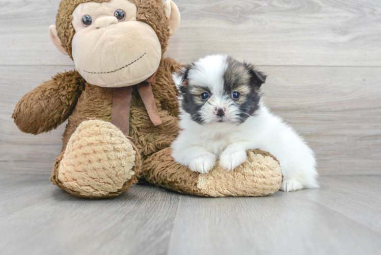 Smart Shih Pom Designer Pup