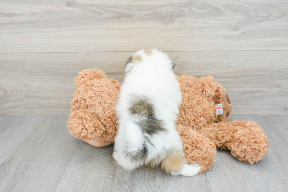 Funny Shih Pom Designer Pup