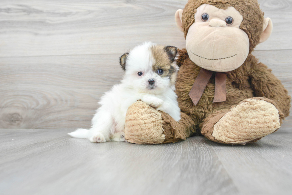 Funny Shih Pom Designer Pup