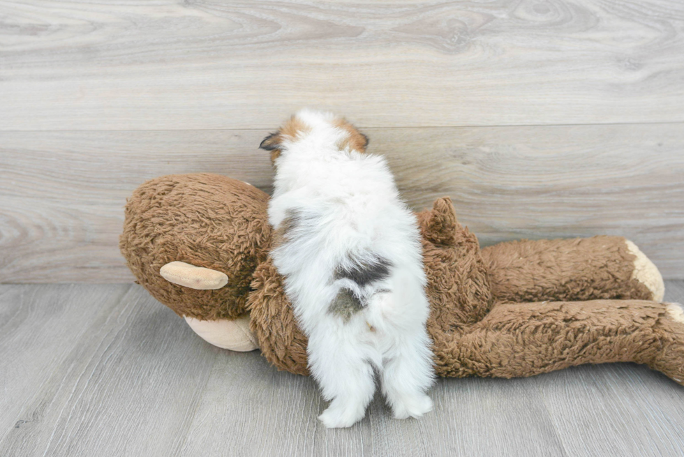 Shih Pom Pup Being Cute