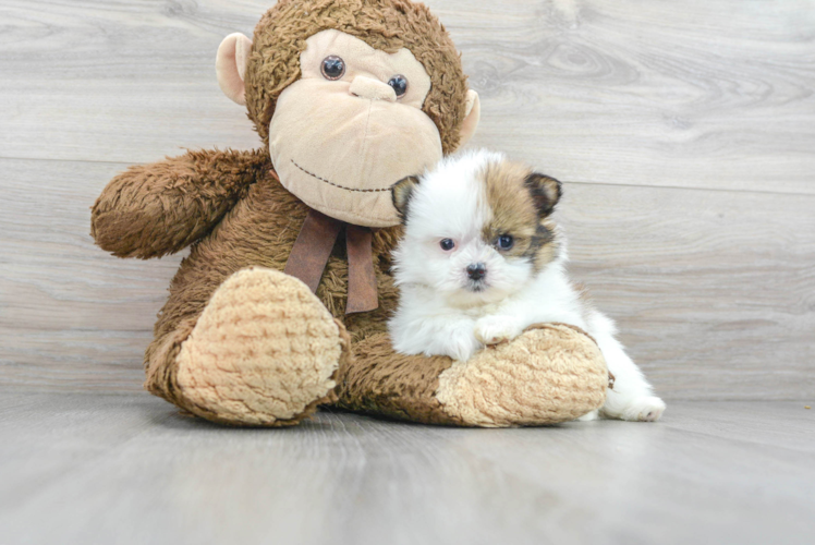 Funny Shih Pom Designer Pup