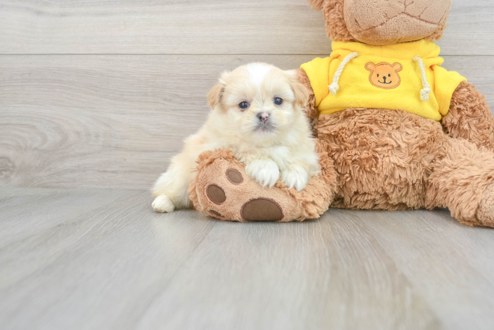 Shih Pom Puppy for Adoption