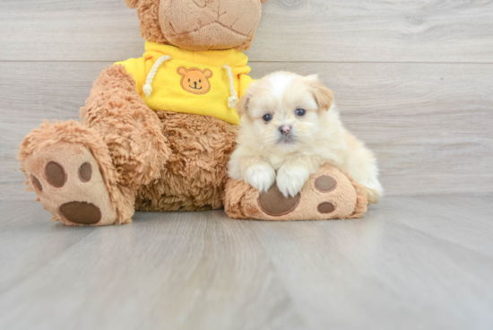 Cute Shih Pom Baby