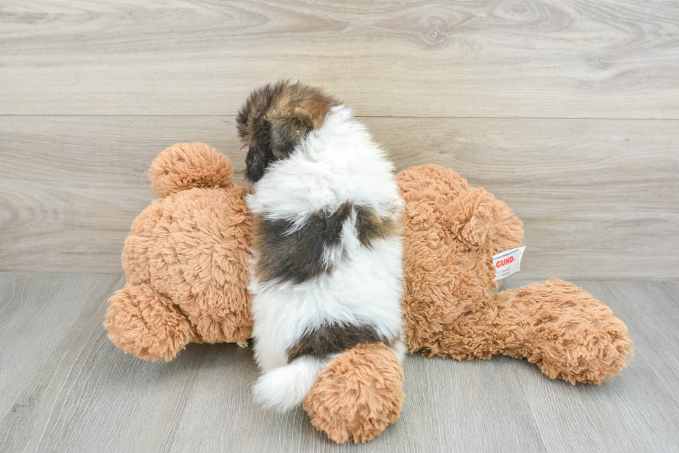 Shih Pom Pup Being Cute