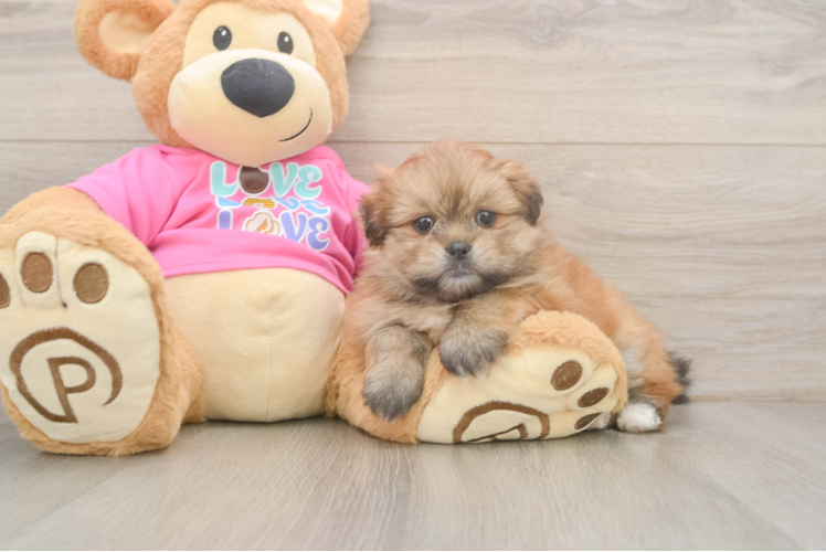 Best Shih Pom Baby