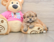 5 week old Shih Pom Puppy For Sale - Premier Pups