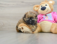 6 week old Shih Pom Puppy For Sale - Premier Pups