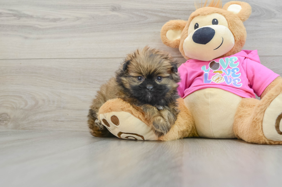 5 week old Shih Pom Puppy For Sale - Premier Pups