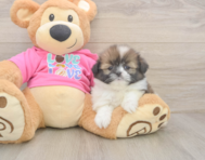 5 week old Shih Pom Puppy For Sale - Premier Pups