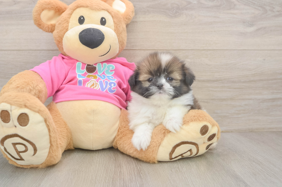 5 week old Shih Pom Puppy For Sale - Premier Pups