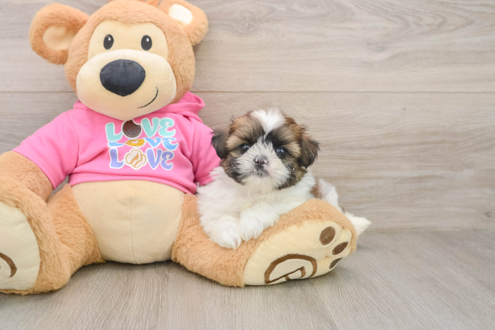 Shih Pom Pup Being Cute