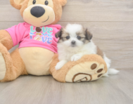 5 week old Shih Pom Puppy For Sale - Premier Pups