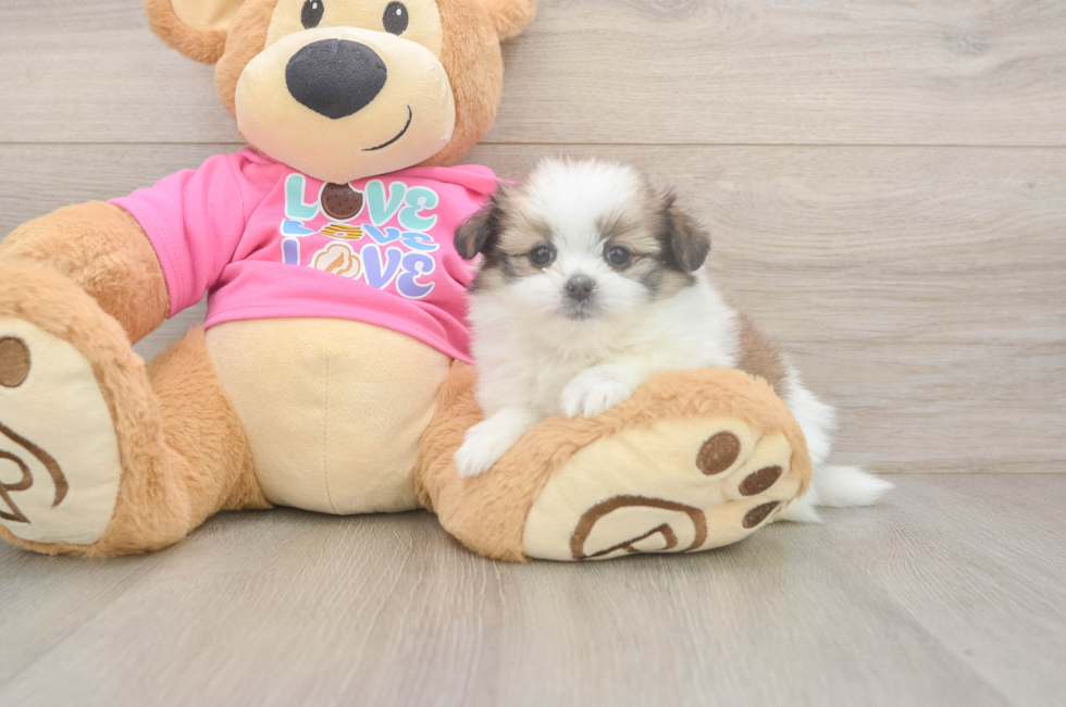 5 week old Shih Pom Puppy For Sale - Premier Pups