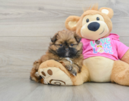 6 week old Shih Pom Puppy For Sale - Premier Pups