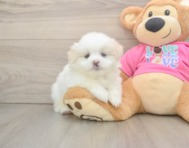 5 week old Shih Pom Puppy For Sale - Premier Pups