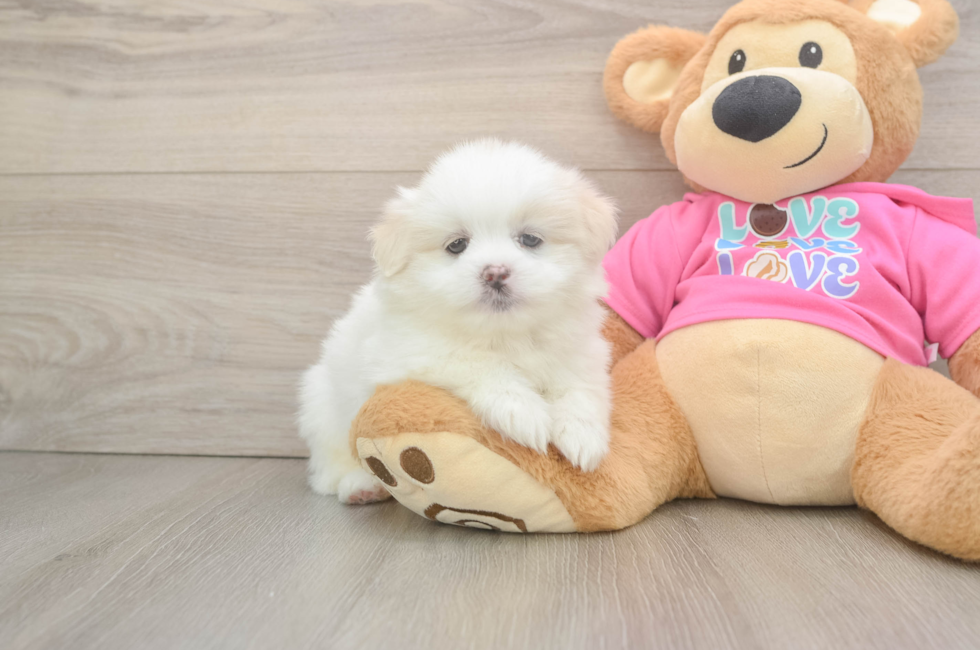 5 week old Shih Pom Puppy For Sale - Premier Pups