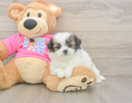 5 week old Shih Pom Puppy For Sale - Premier Pups