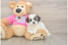 Petite Shih Pom Designer Pup