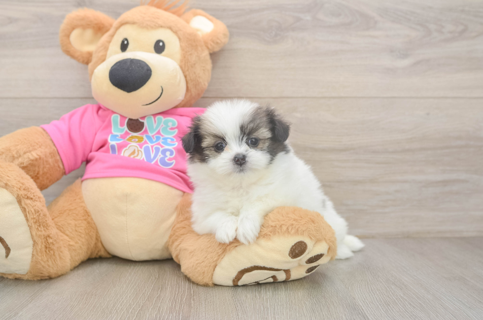 5 week old Shih Pom Puppy For Sale - Premier Pups