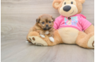Fluffy Shih Pom Designer Pup
