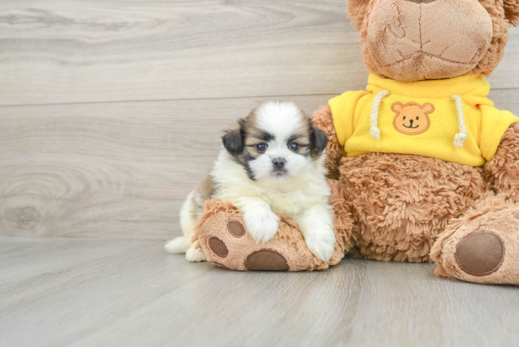 Shih Pom Pup Being Cute