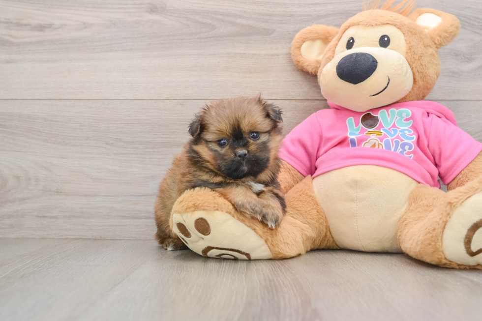 Shih Pom Puppy for Adoption