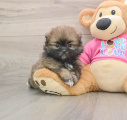 5 week old Shih Pom Puppy For Sale - Premier Pups
