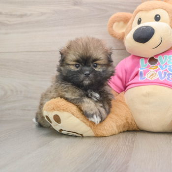 Friendly Shih Pom Baby
