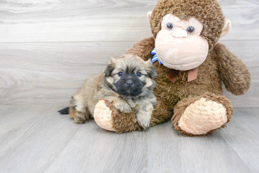 Small Shih Pom Baby