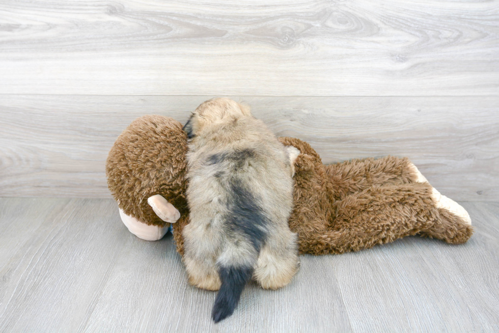 Shih Pom Pup Being Cute